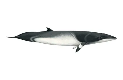 Common Minke Whale