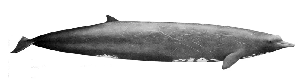 Baird's Beaked Whale
