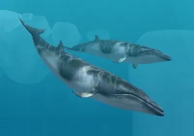 Antarctic Minke Whale