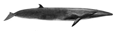 Sei Whale