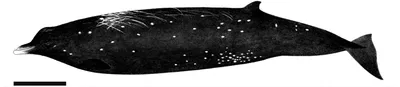 Sato's Beaked Whale