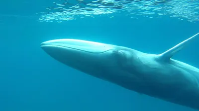 Omura's Whale