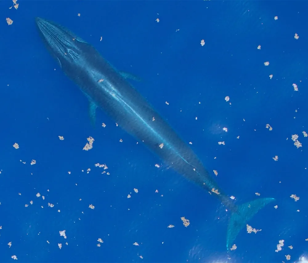 Rice's Whale