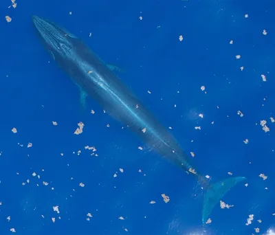 Rice's Whale