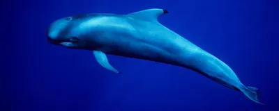 Pygmy Right Whale