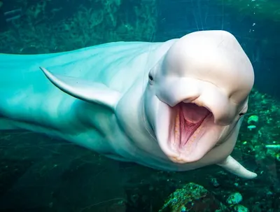 Beluga Whale