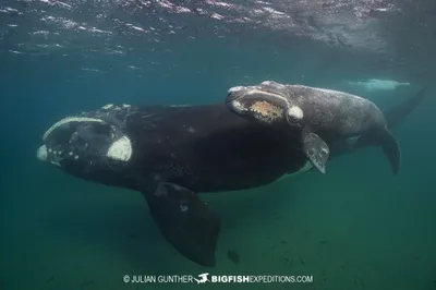 Southern Right Whale