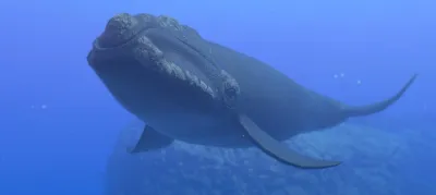 North Pacific Right Whale