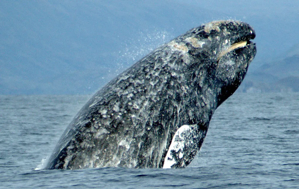Gray Whale
