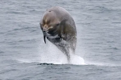 Northern Bottlenose Whale