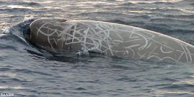 Southern Bottlenose Whale