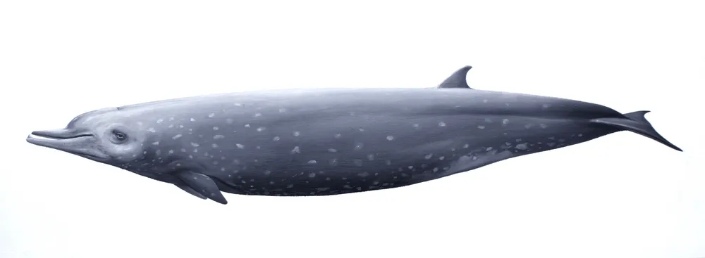 Tropical Bottlenose Whale
