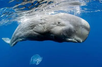 Pygmy Sperm Whale