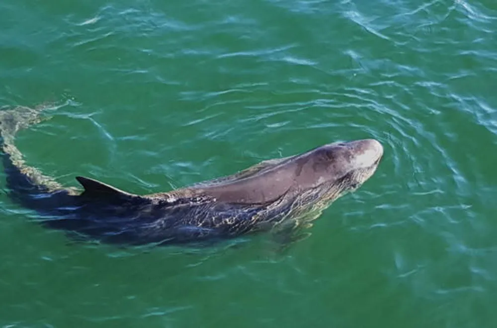 Dwarf Sperm Whale
