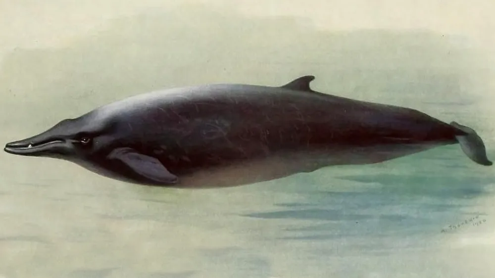 Sowerby's Beaked Whale
