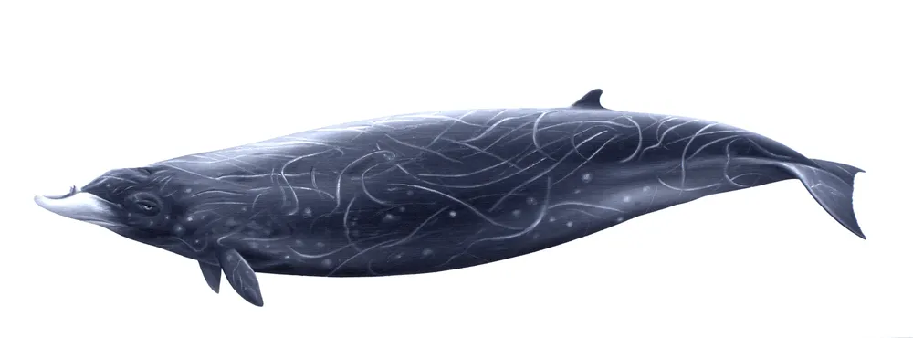 Andrews' Beaked Whale