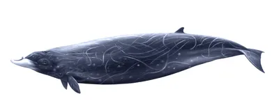 Andrews' Beaked Whale