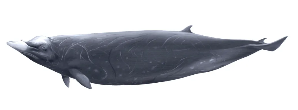 Hubbs' Beaked Whale