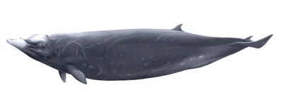 Hubbs' Beaked Whale