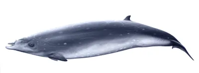 Blainville's Beaked Whale
