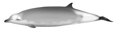 Ramari's Beaked Whale