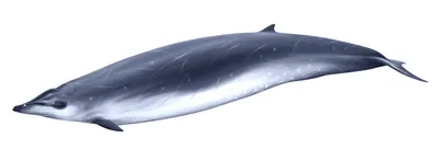 Gervais' Beaked Whale