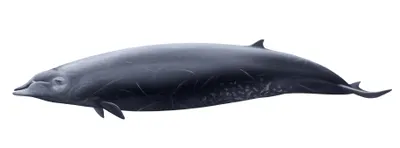 Ginkgo-toothed Beaked Whale