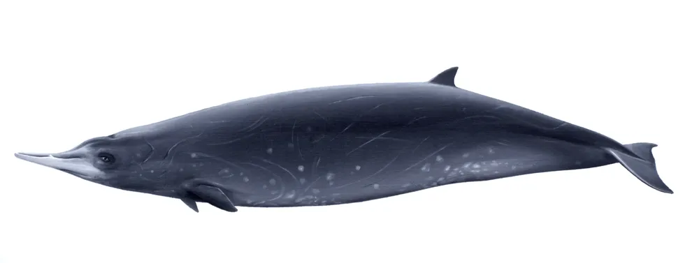 Gray's Beaked Whale