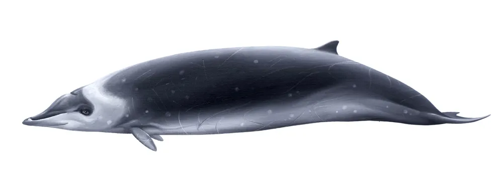 Hector's Beaked Whale