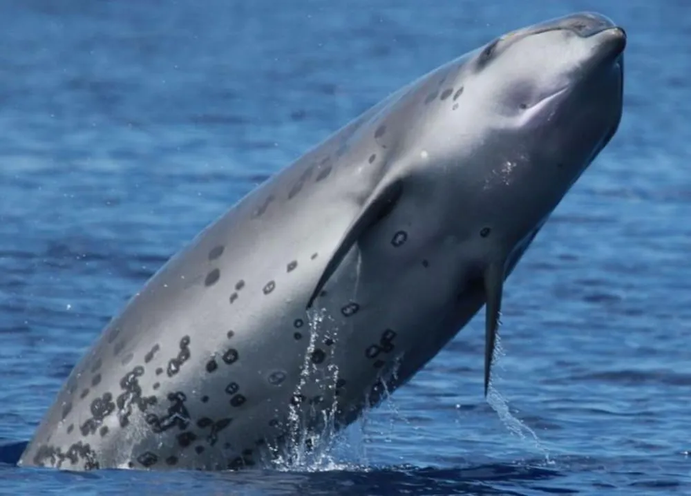 Deraniyagala's Beaked Whale