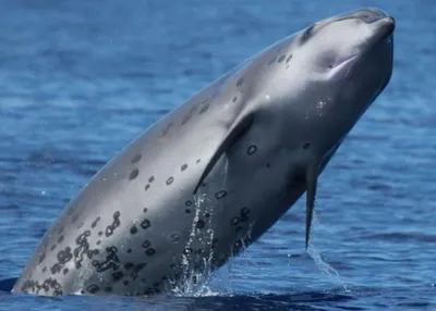 Deraniyagala's Beaked Whale