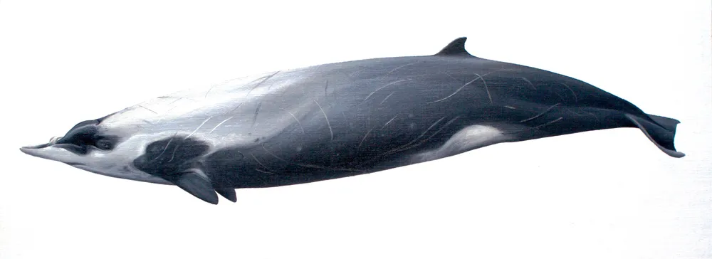 Strap-toothed Beaked Whale