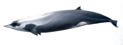 Strap-toothed Beaked Whale