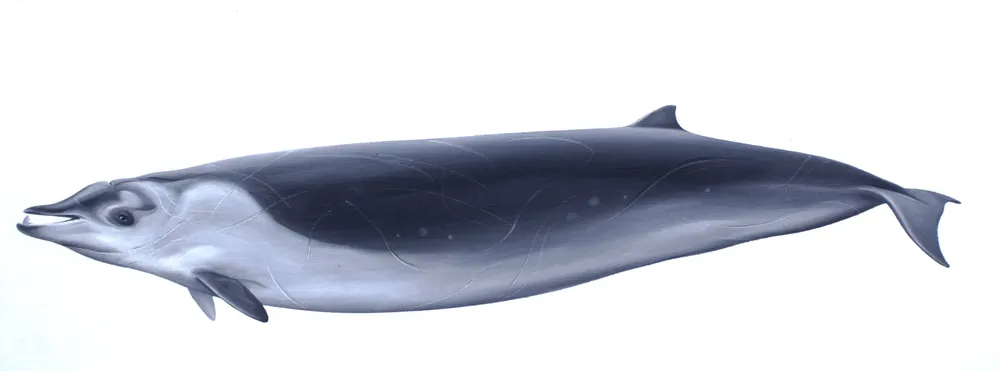 Perrin's Beaked Whale
