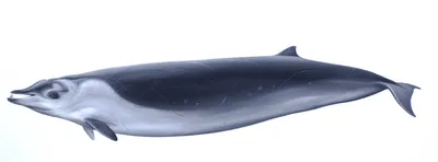 Perrin's Beaked Whale