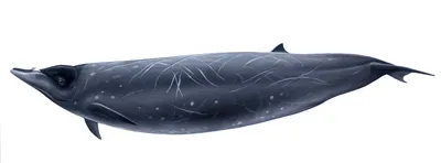 Stejneger's Beaked Whale
