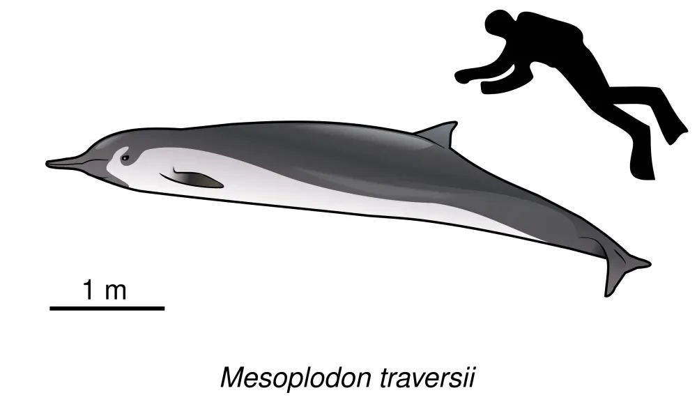 Spade-toothed Whale