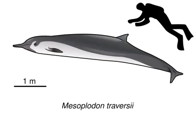 Spade-toothed Whale