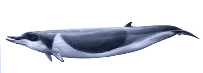 Shepherd's Beaked Whale