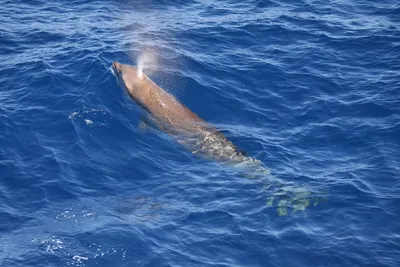 Cuvier's Beaked Whale