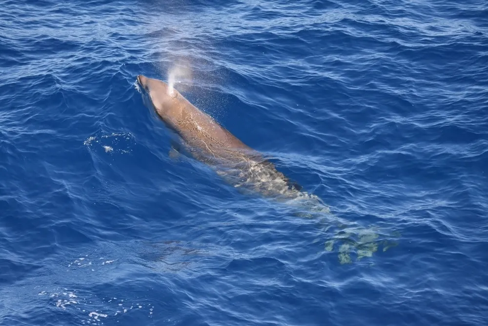 Cuvier's Beaked Whale